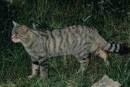 Detectan la presencia del gato montés en el Rincón de Ademuz