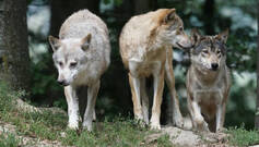 Sigue la situación extrema con el lobo en CyL en 2024: Junta y ganaderos presionan por una solución