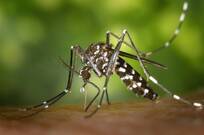 Torrent pone en marcha un programa contra el mosquito tigre